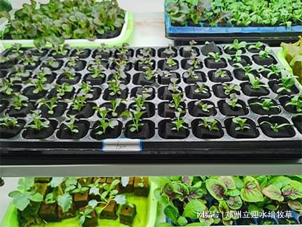 无土栽培助力每个有种植需求的家庭完成蔬菜自给自足！(图1)