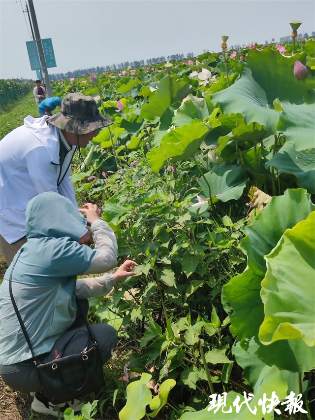 节减用工、巩固种植效益扬大生态栽培技能让种植户迎来丰收(图2)