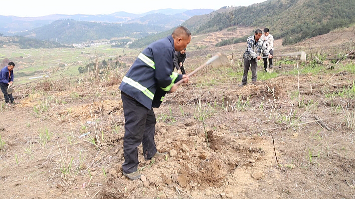 华体育会app下载官网：贵州独山：1200亩木姜子落地 助农增收开新途(图1)