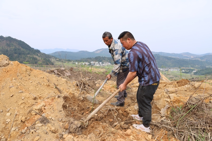 华体育会app下载官网：贵州独山：1200亩木姜子落地 助农增收开新途(图2)