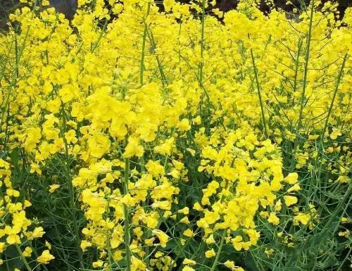 【地舆学问集锦】一年四时种植农作物光阴外(图3)