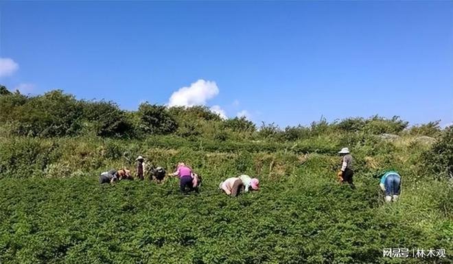 返乡创业! 屯子这5大暴利种植项目 搞好了你也能年赚30万!(图2)