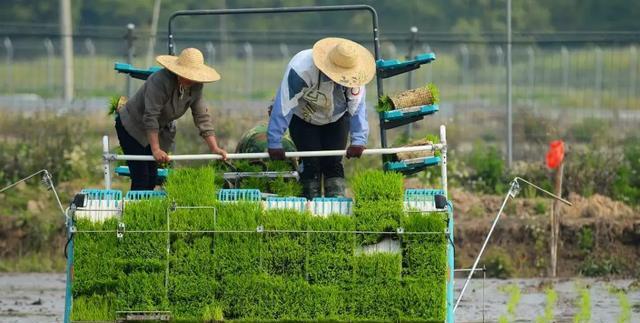 耕地种植“四重点”那农夫能种什么？望周知(图3)