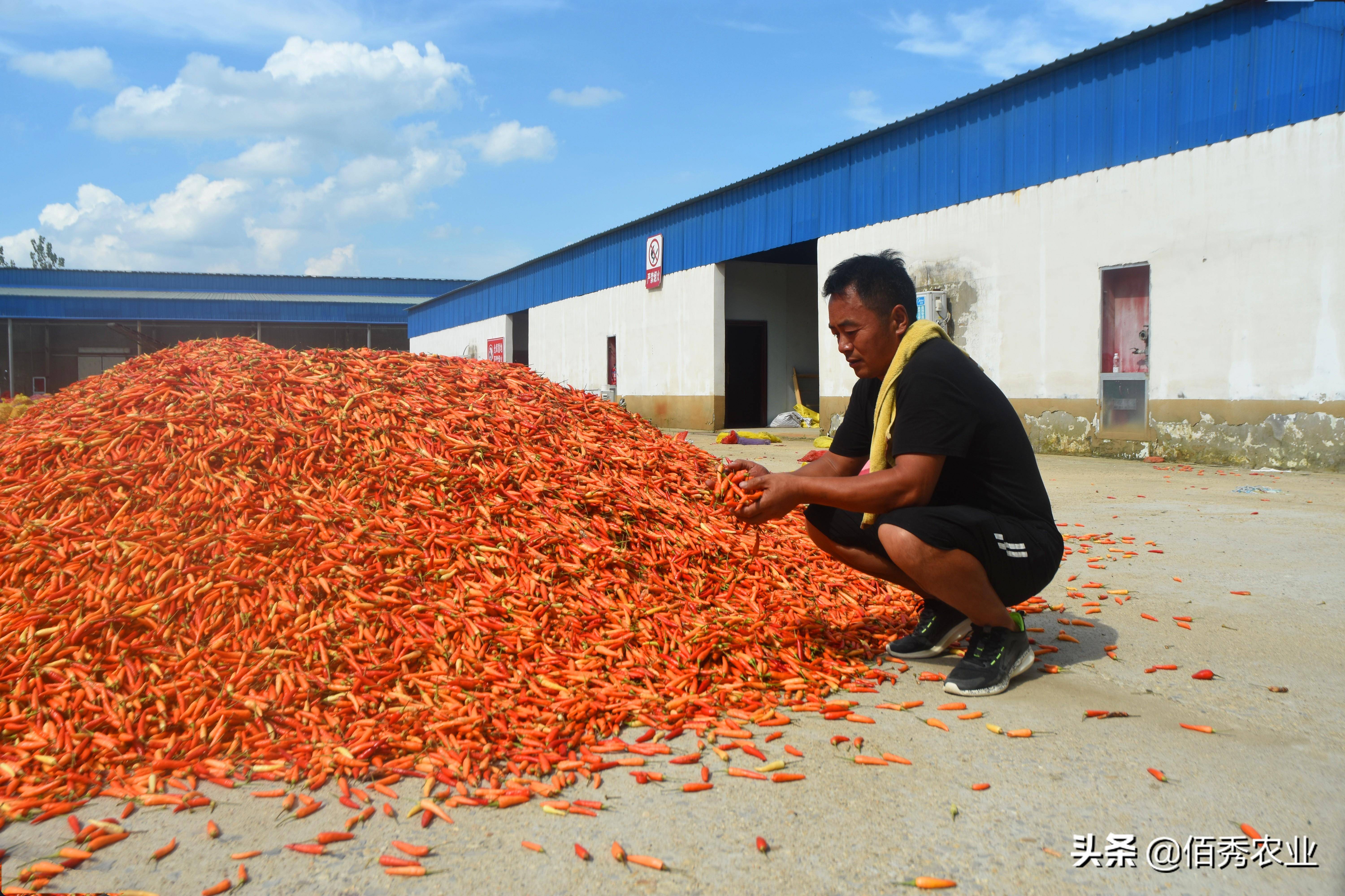 春节邻近农夫出手闭切节后种植9个“种植宝典”助你解惑(图3)