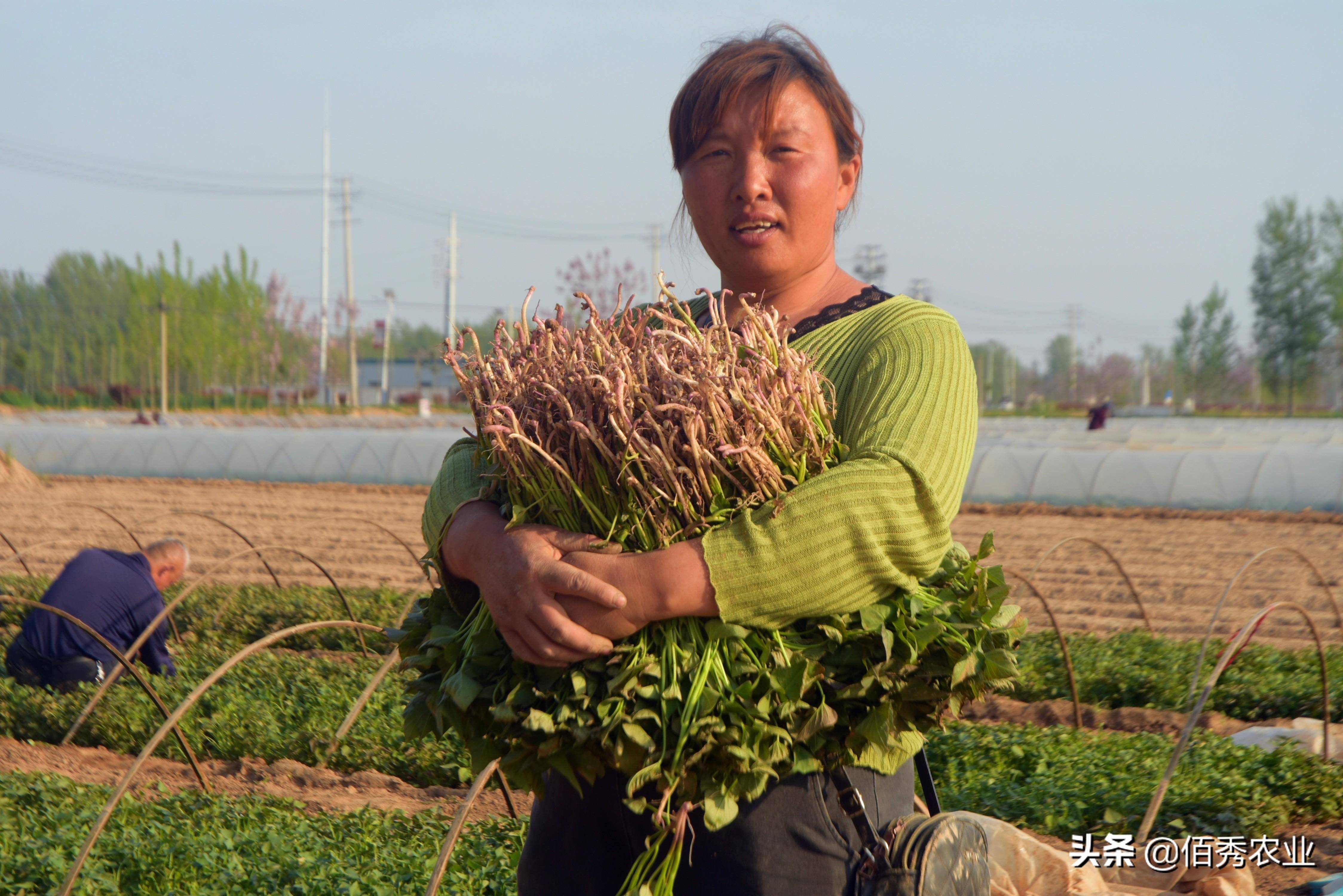 春节邻近农夫出手闭切节后种植9个“种植宝典”助你解惑(图4)