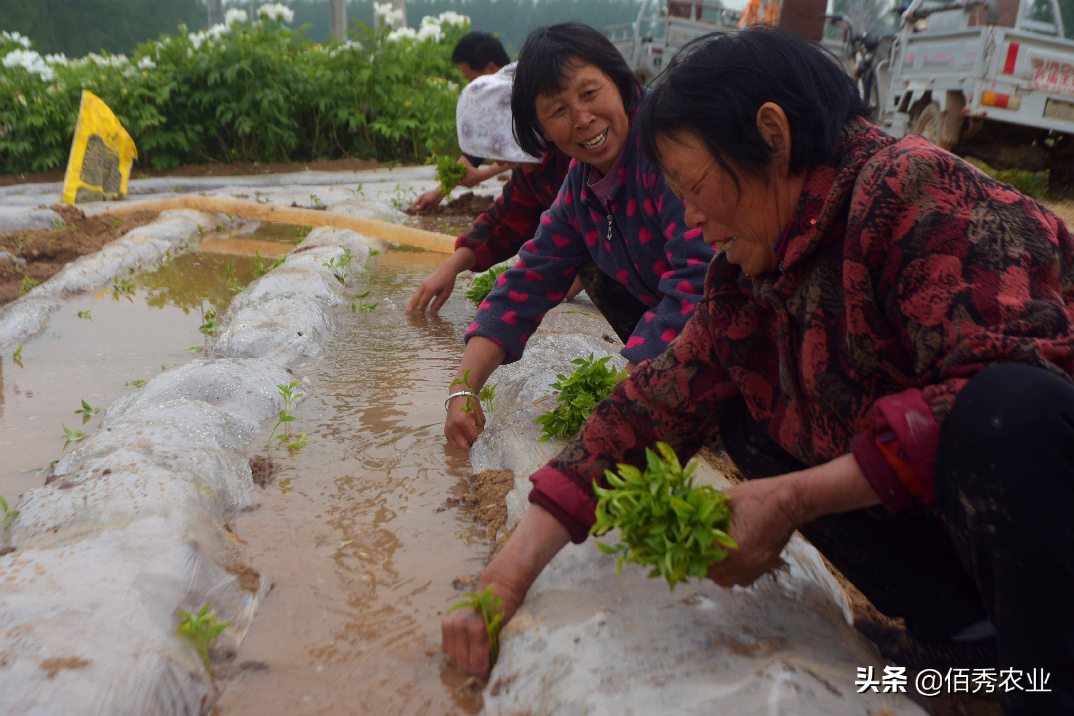 春节邻近农夫出手闭切节后种植9个“种植宝典”助你解惑(图6)