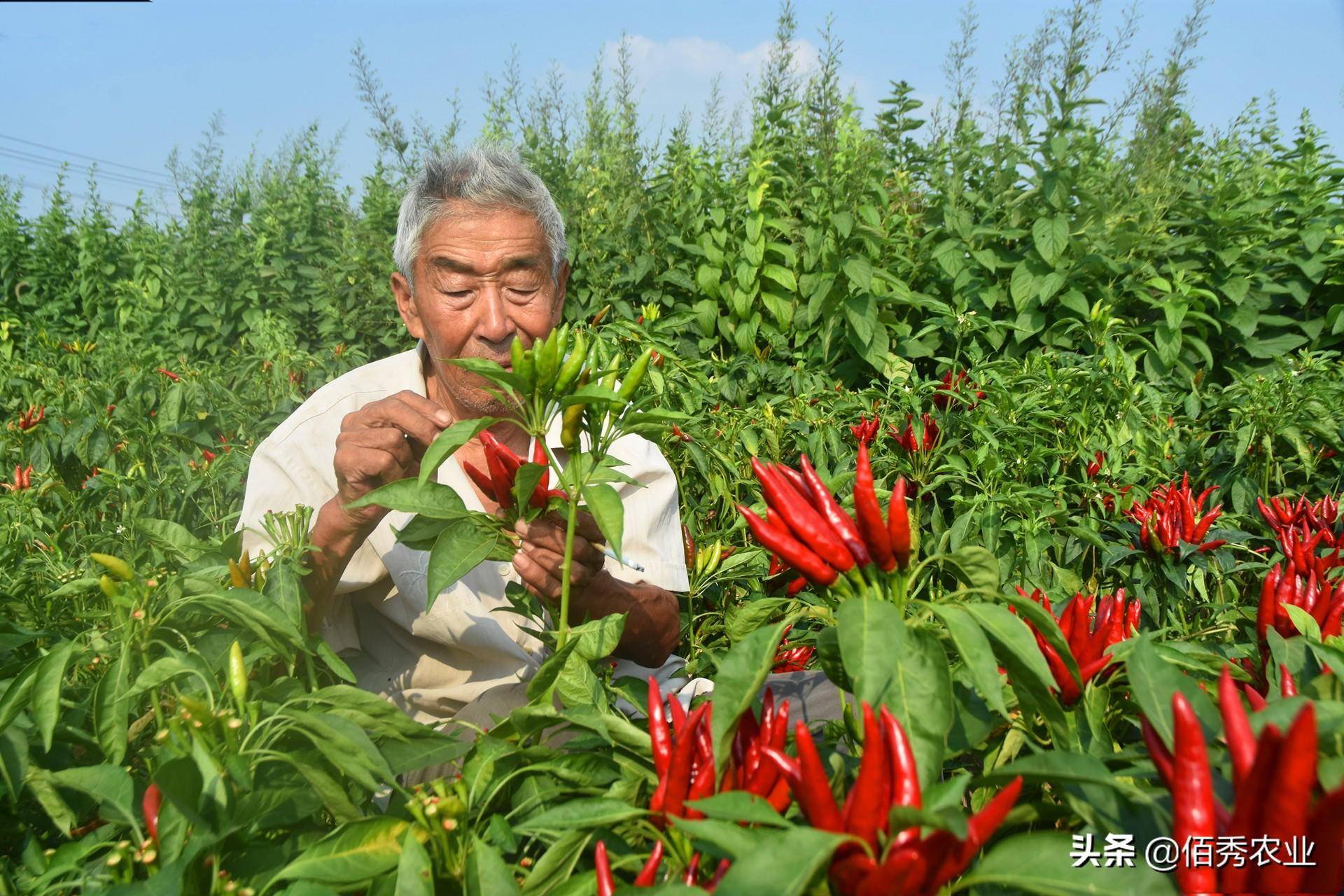 春节邻近农夫出手闭切节后种植9个“种植宝典”助你解惑(图7)