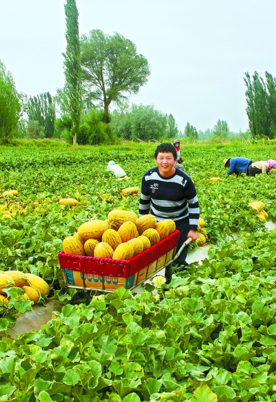 华体育会app下载官网：屯子种植什么投资少收入高