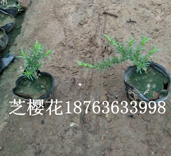 华体育手机版app官网下载：盆栽花草养护学问(图2)