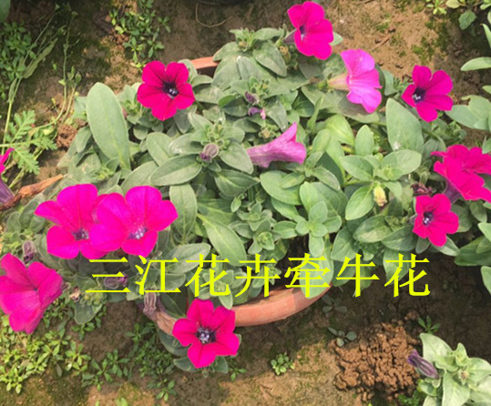 雏菊栽培时间(图1)