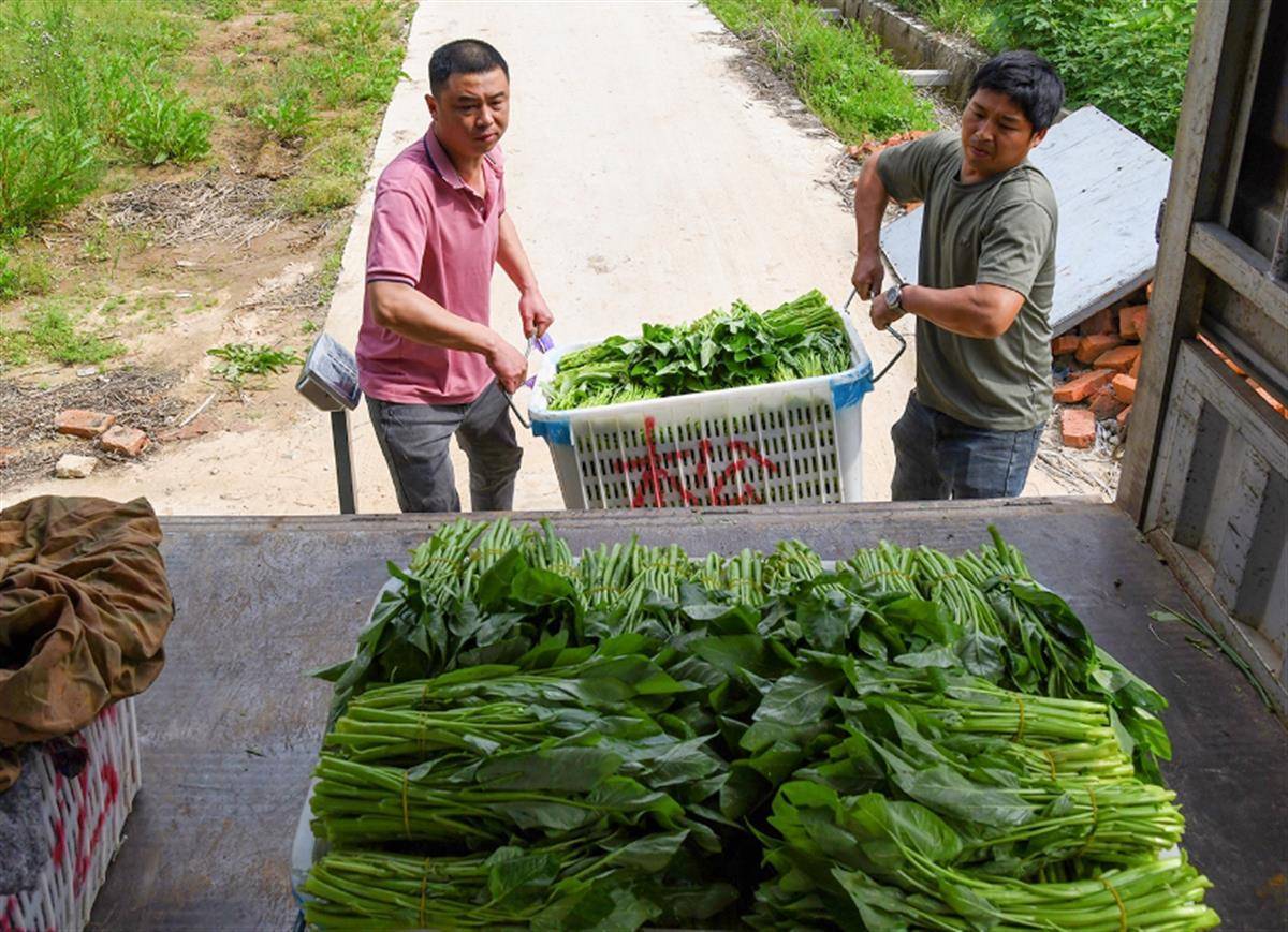 四序种植不停茬蔬菜大棚变身“致富棚”(图2)