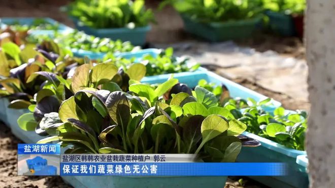 华体育手机版app官网下载：盆栽蔬菜引颈种植新倾向(图5)