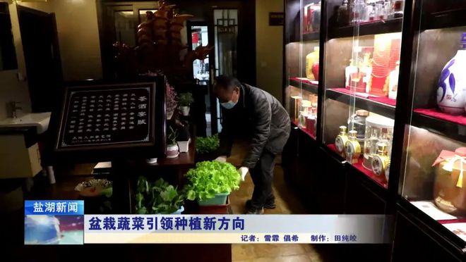 华体育手机版app官网下载：盆栽蔬菜引颈种植新倾向(图7)