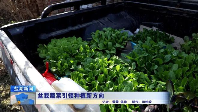 华体育手机版app官网下载：盆栽蔬菜引颈种植新倾向(图6)