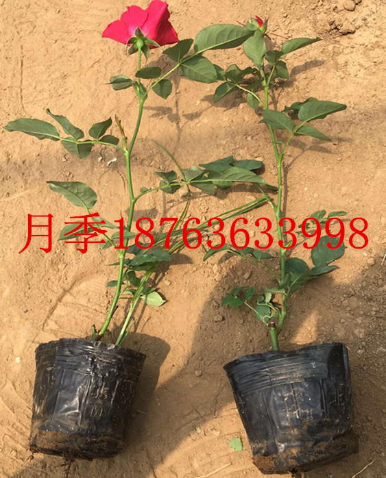 华体育会app下载官网：花草栽培经管工夫(图1)