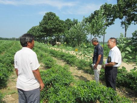 华体育手机版app官网下载：“天”上来“课”治理地上困难省级高级农艺师正在线教你“种菜”(图2)