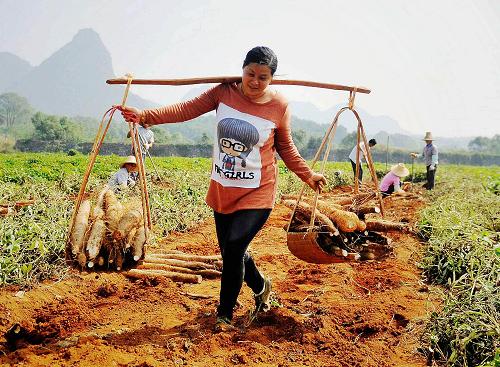 农业村落部：本年粮食意向种植面积178亿亩以上比上年有所扩充