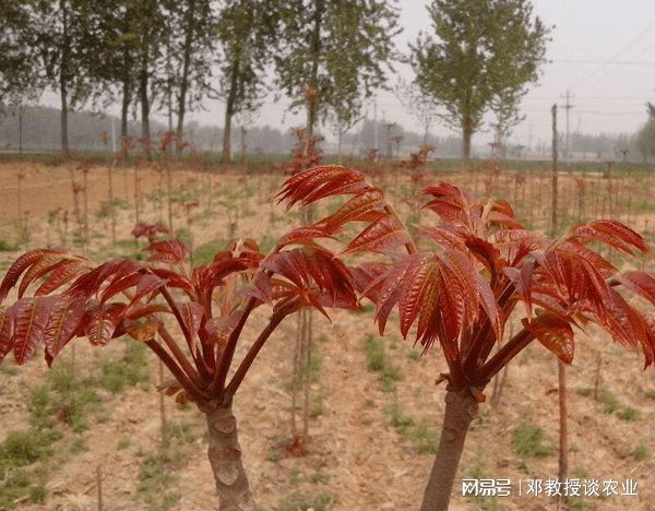 种植一亩地能赚众少钱？看完你就领悟了(图3)