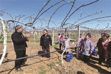 嵩县一种植大户正在科技特派员助助下 饱动猕猴桃走向大商场(图1)