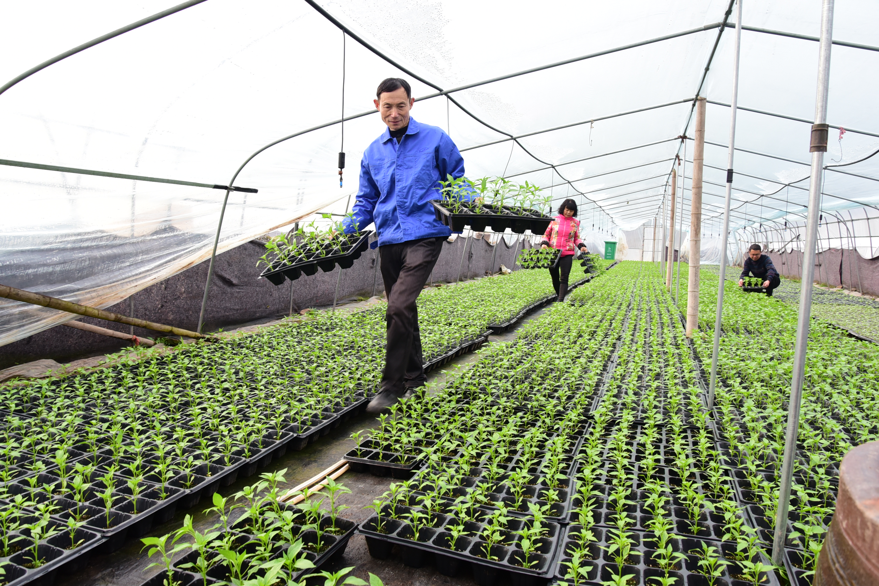 种植面积稳中有增估计超129亿亩本年秋粮丰收根源好