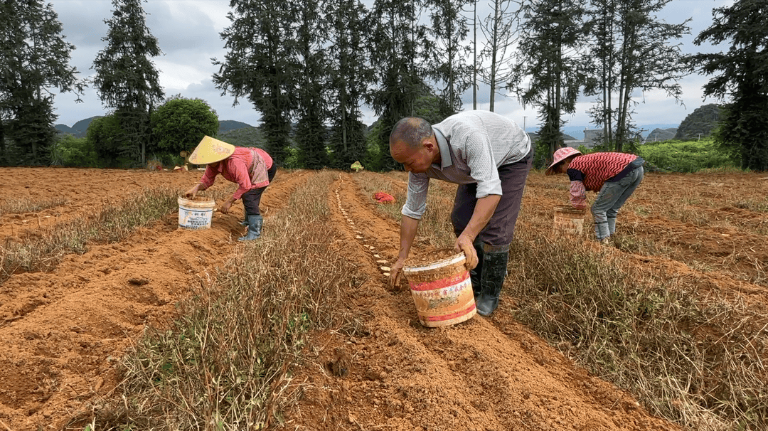 华体育手机版app官网下载：江永桃川：淮山种植正当时(图2)