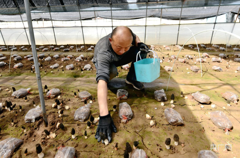 洛阳市孟津区：食用菌种出好“钱”景(图1)