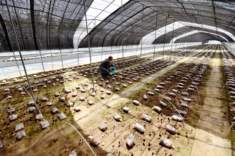 洛阳市孟津区：食用菌种出好“钱”景(图2)