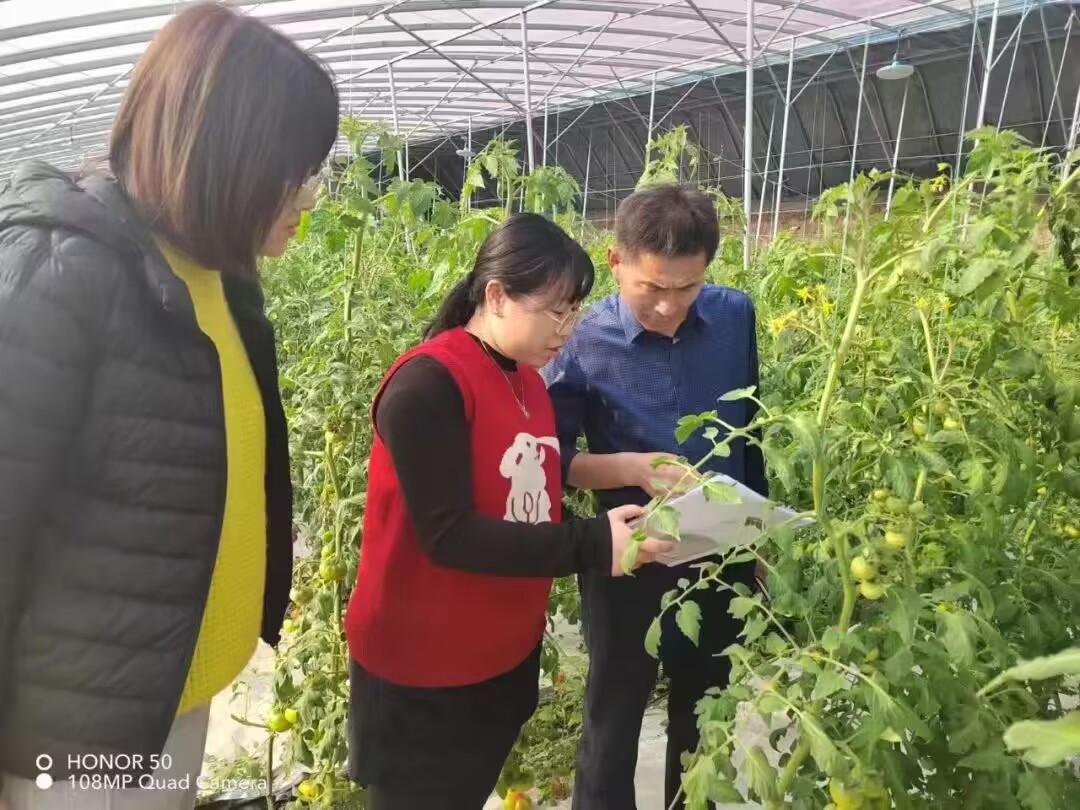 华体育会app下载官网：“无土”栽培 “有心”种植 青州市庙子镇山区农业新实验(图3)