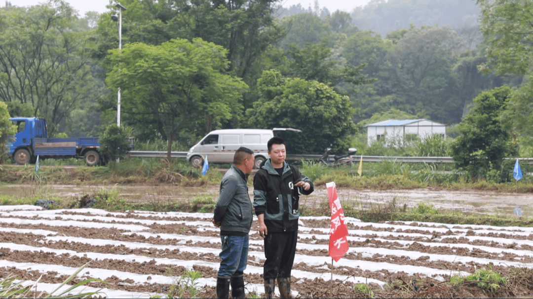 专家下田“送良方” 助力早稻增产增效｜春天的气味(图2)