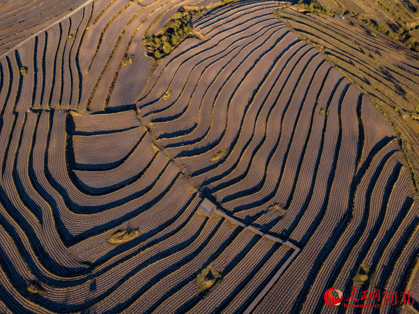 河北围场：不负春景耕种忙(图5)