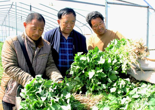 河南安阳市龙安区：小红薯大物业 铺就墟落复兴致富道(图2)