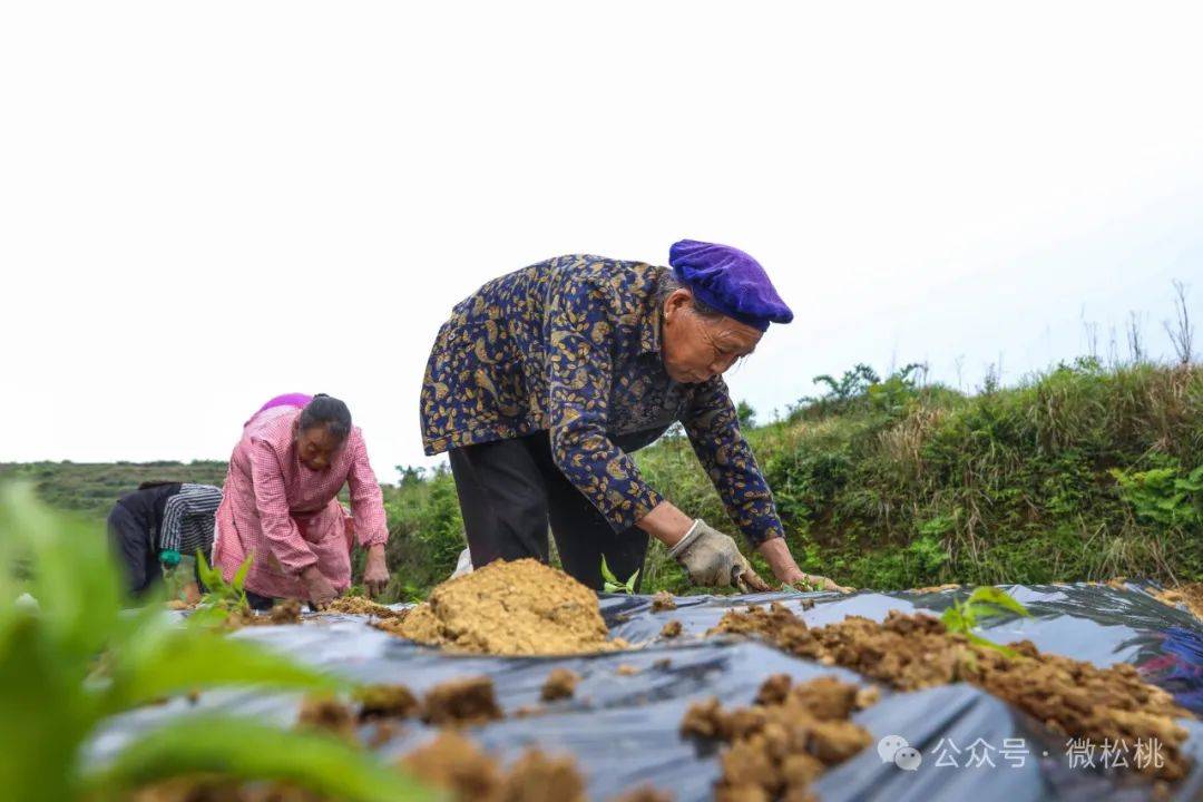 华体育会app下载官网：世昌街道：辣椒移栽忙(图2)