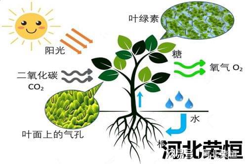 绿色种植根源正在哪里(图3)