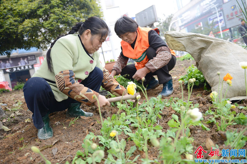 华体育会app下载官网：种植的趣味问答社区